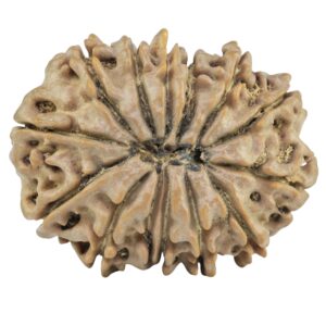 14 Mukhi Rudraksha 27.5mm 4.68gm - Rudraksha back