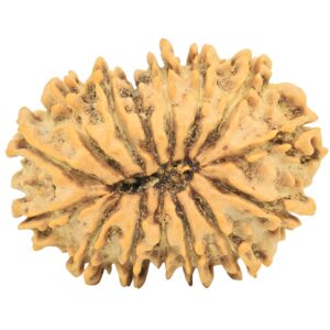 15 Mukhi Rudraksha 27.1mm 3.84gm - Rudraksha back