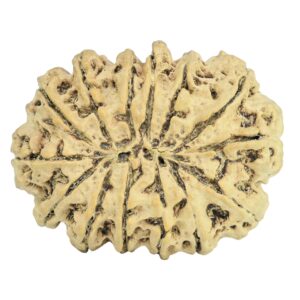 14 Mukhi Rudraksha 31.5mm 5.45gm - Rudraksha back