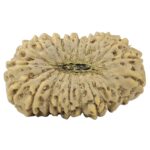 21 Mukhi Rudraksha 19.6mm 1.25gm - Rudraksha back