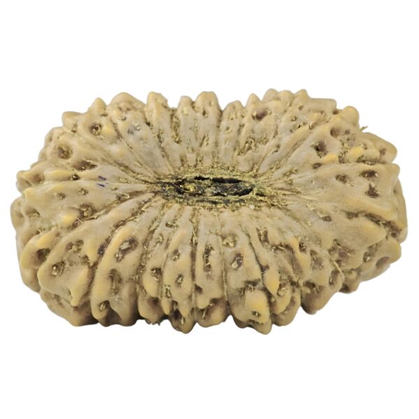 21 Mukhi Rudraksha 19.6mm 1.25gm - Rudraksha back