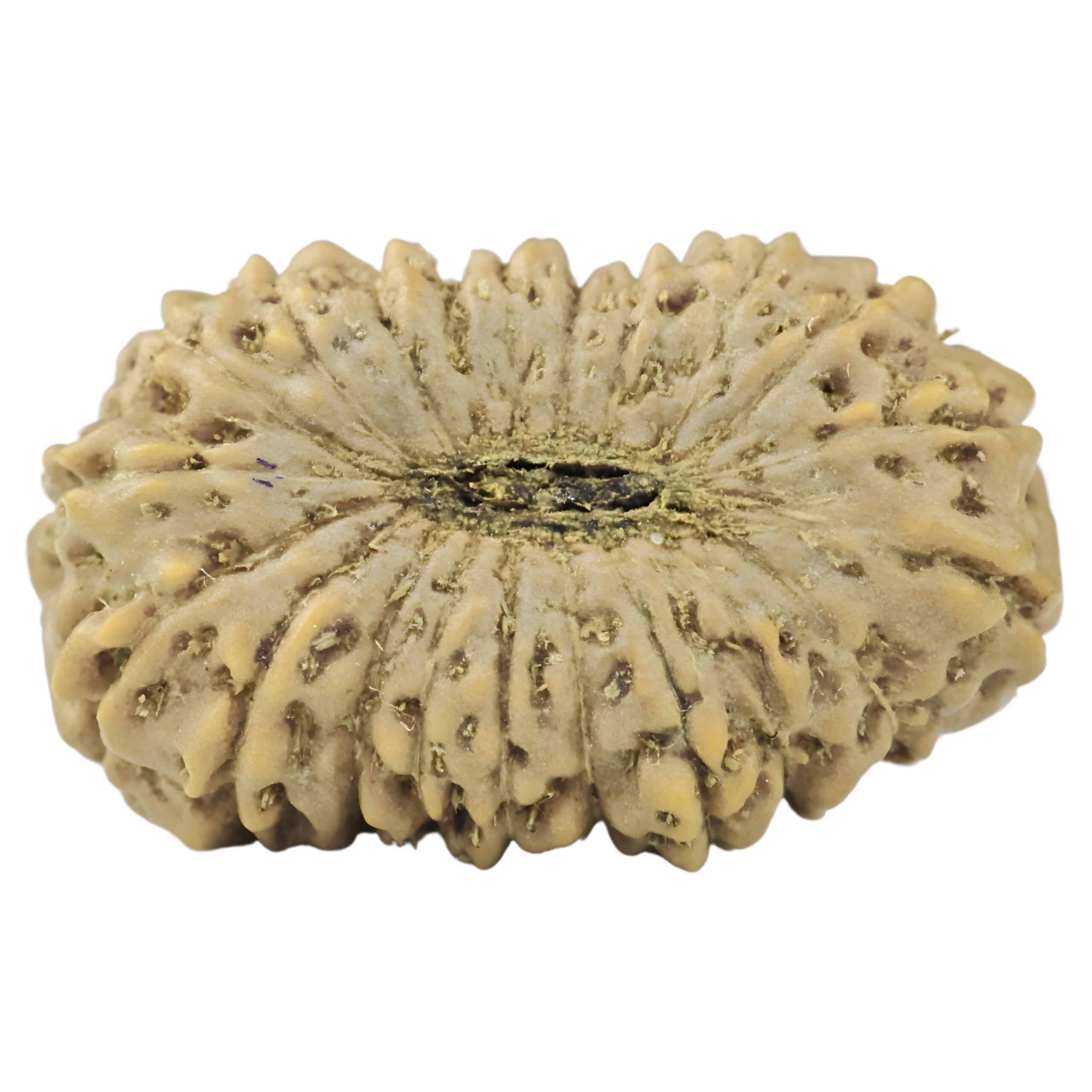 21 Mukhi Rudraksha 19.6mm 1.25gm - Rudraksha back