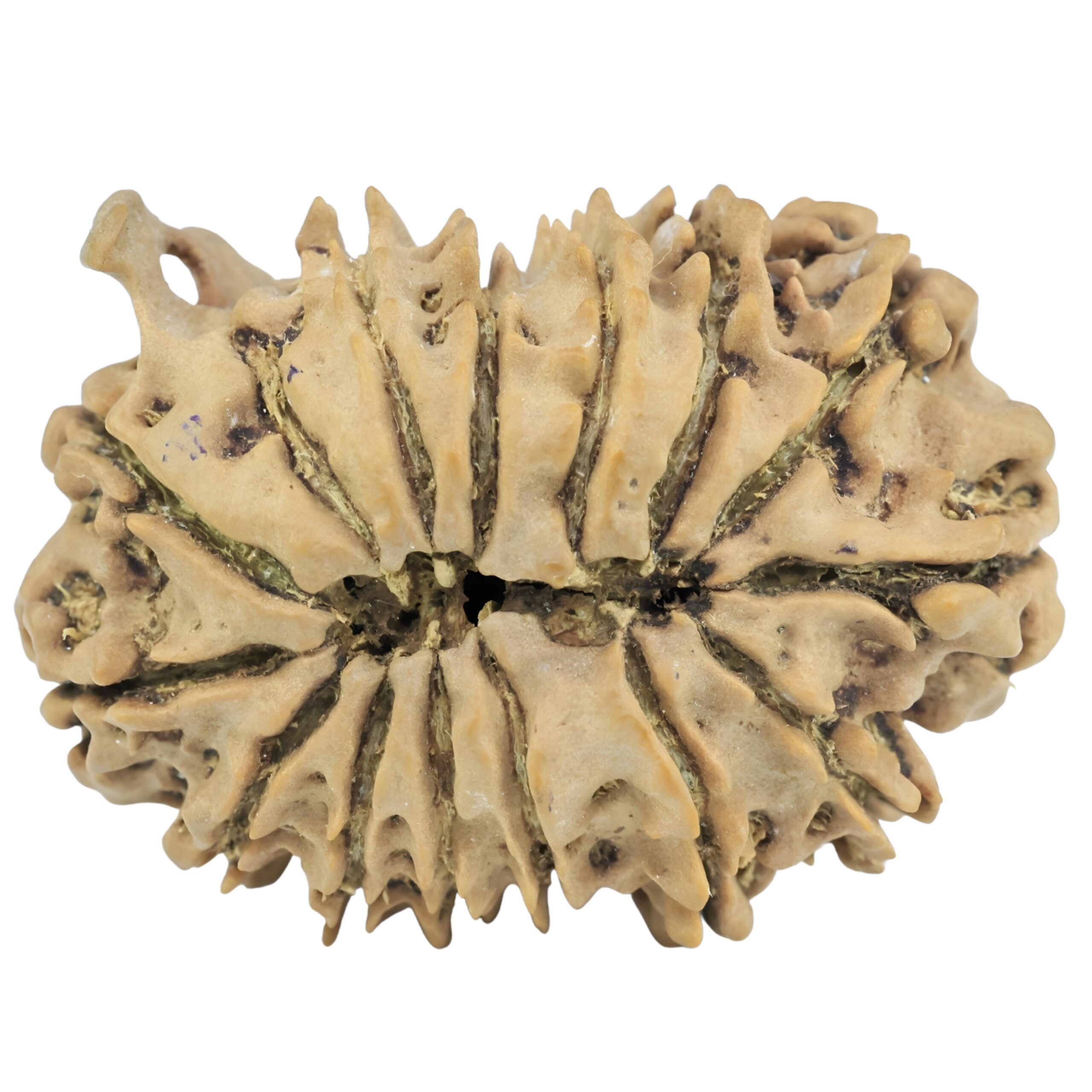 15 Mukhi Ganesh 29.1mm 4.57gm - Rudraksha back