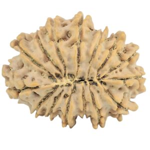 15 Mukhi Rudraksha 28.3mm 4.3gm - Rudraksha back