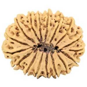 17 Mukhi Rudraksha 34mm 6.55gm - Rudraksha back