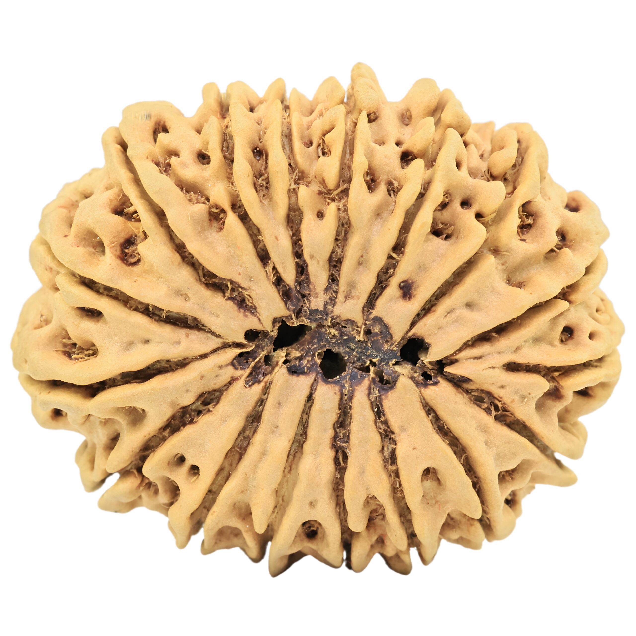 17 Mukhi Rudraksha 34mm 6.55gm - Rudraksha back