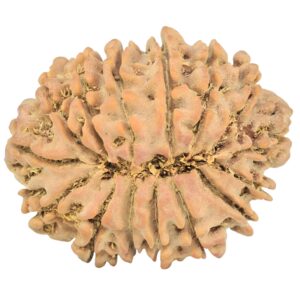 15 Mukhi Rudraksha 30.3mm 5.75gm - Rudraksha back