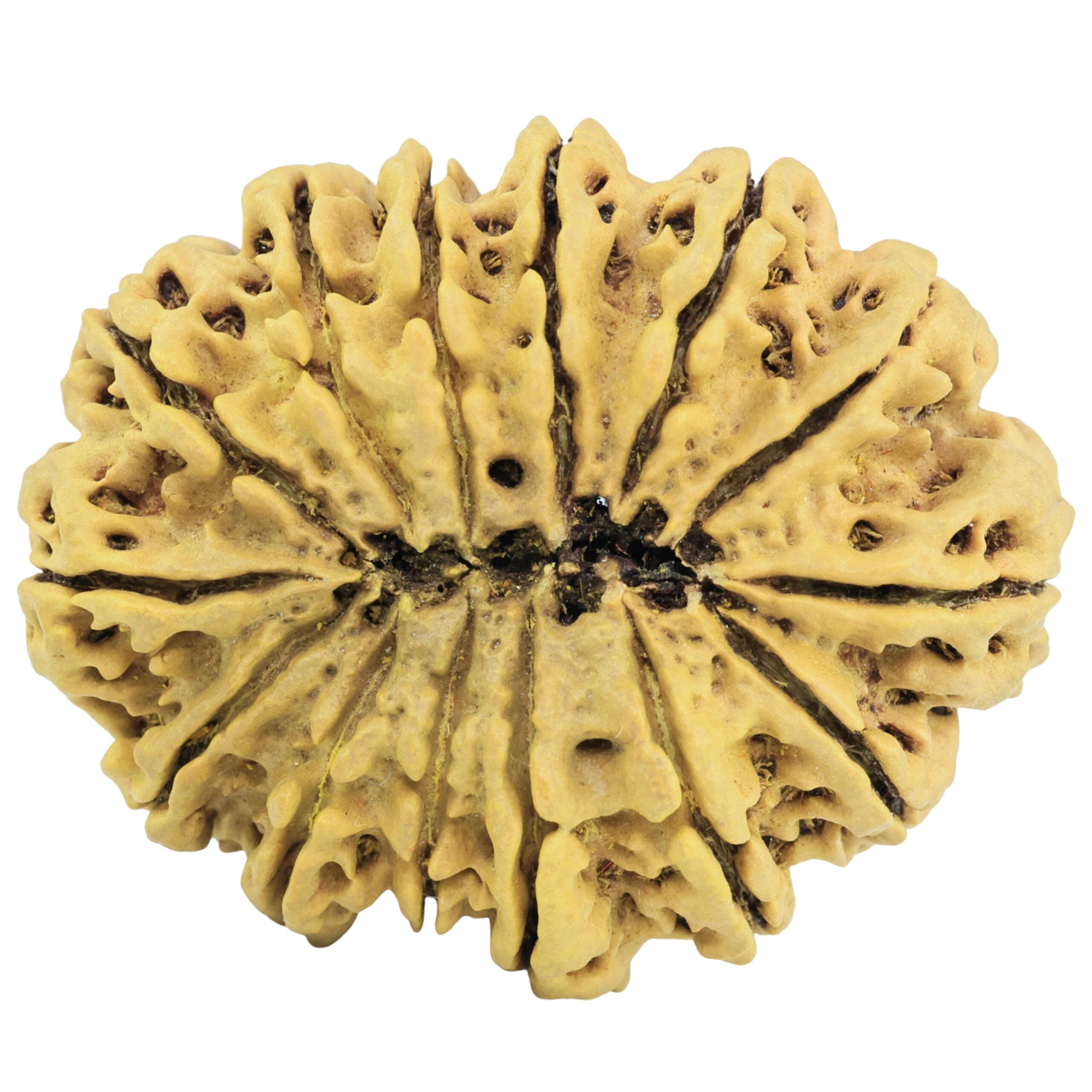 14 Mukhi Rudraksha 39mm 9.21gm - Rudraksha back
