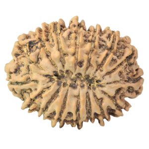 16 Mukhi Rudraksha 33mm 6.77gm - Rudraksha back
