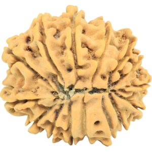 15 Mukhi Rudraksha 26mm 4.17gm - Rudraksha back