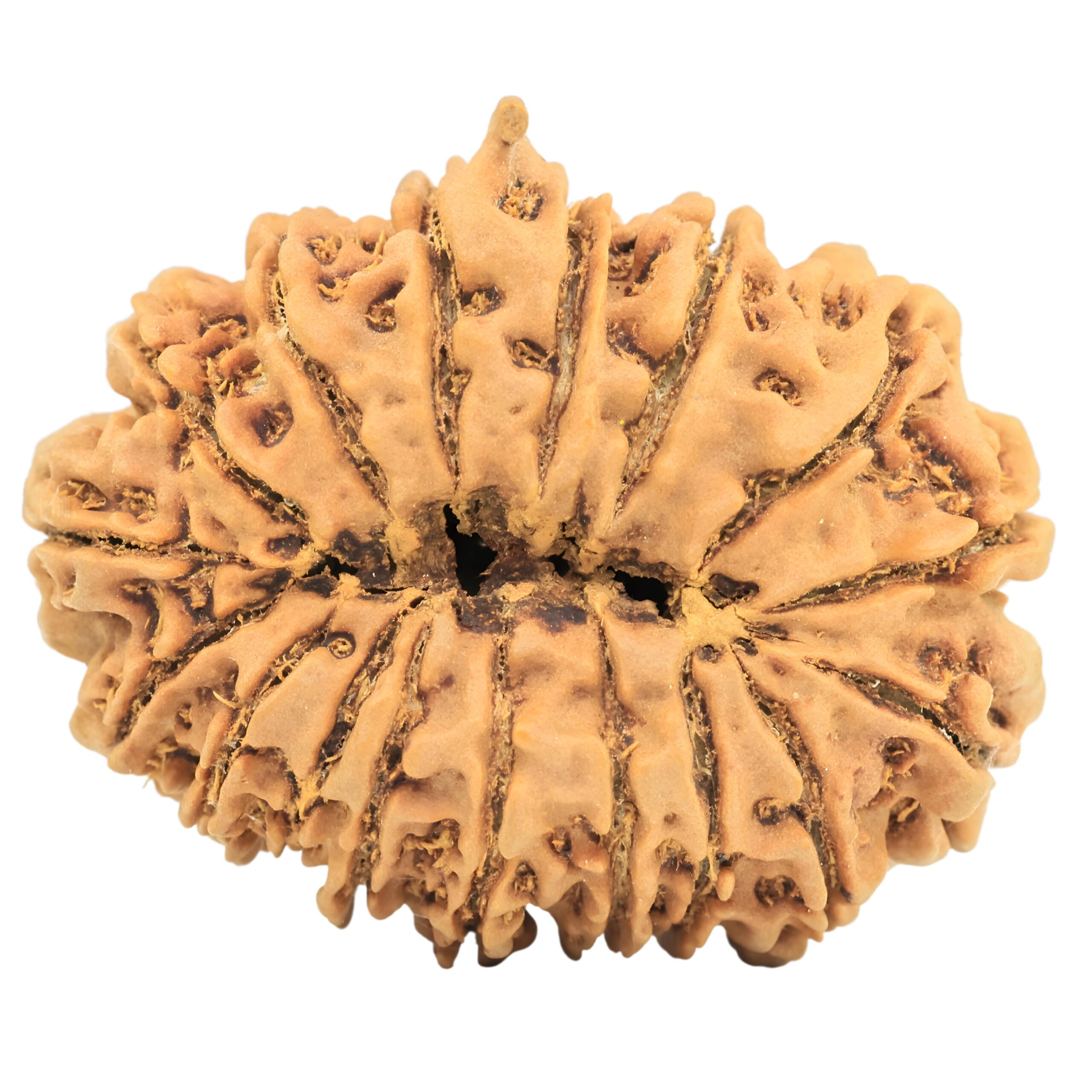 17 Mukhi Rudraksha 34.2mm 7.43gm - Rudraksha back