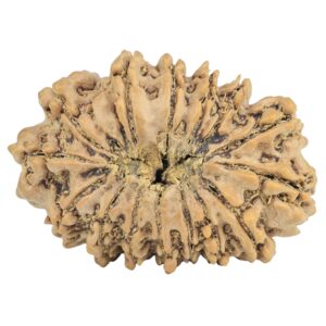 15 Mukhi Rudraksha 29.3mm 4.17gm - Rudraksha back