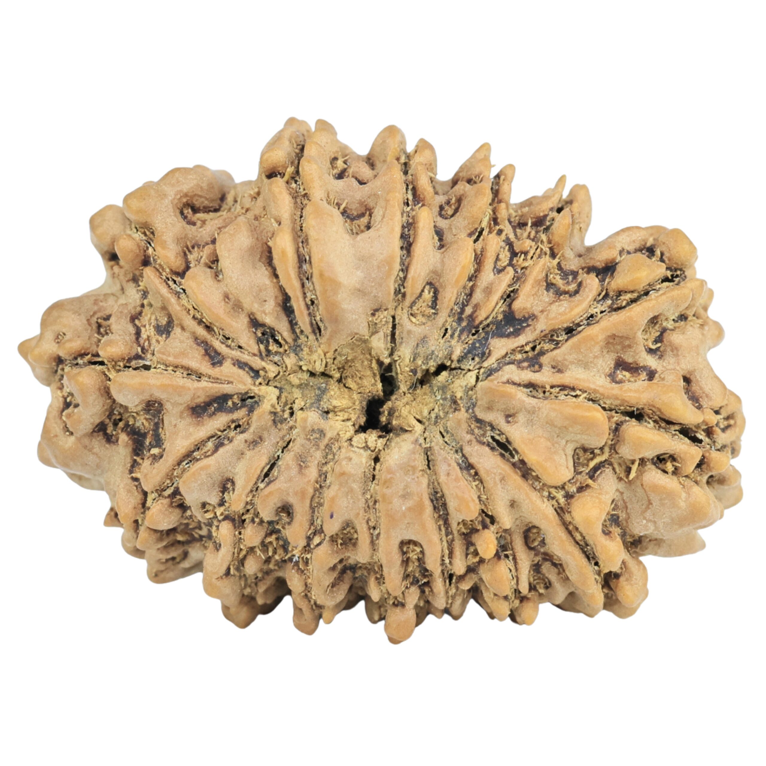 15 Mukhi Rudraksha 29.3mm 4.17gm - Rudraksha back