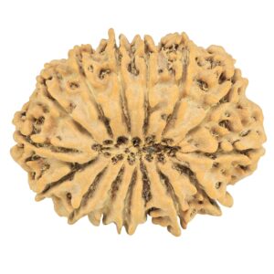 15 Mukhi Rudraksha 32.7mm 6.49gm - Rudraksha back