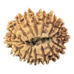 16 Mukhi Rudraksha 25.9mm 3.72gm - Rudraksha back