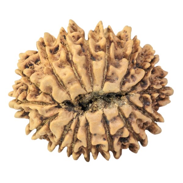 16 Mukhi Rudraksha 25.9mm 3.72gm - Rudraksha back