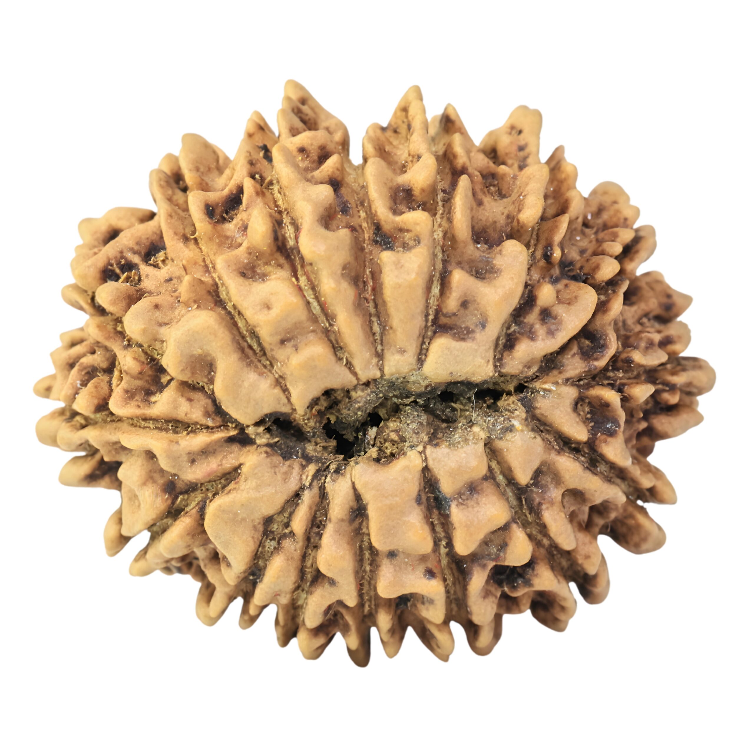 16 Mukhi Rudraksha 25.9mm 3.72gm - Rudraksha back
