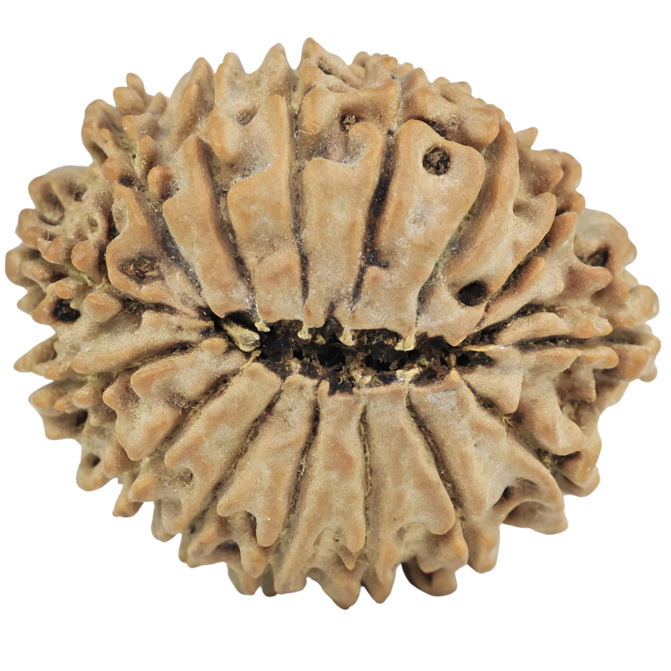 15 Mukhi Rudraksha 26.5mm 4.16gm - Rudraksha back
