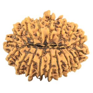 17 Mukhi Rudraksha 35mm 7.49gm - Rudraksha back