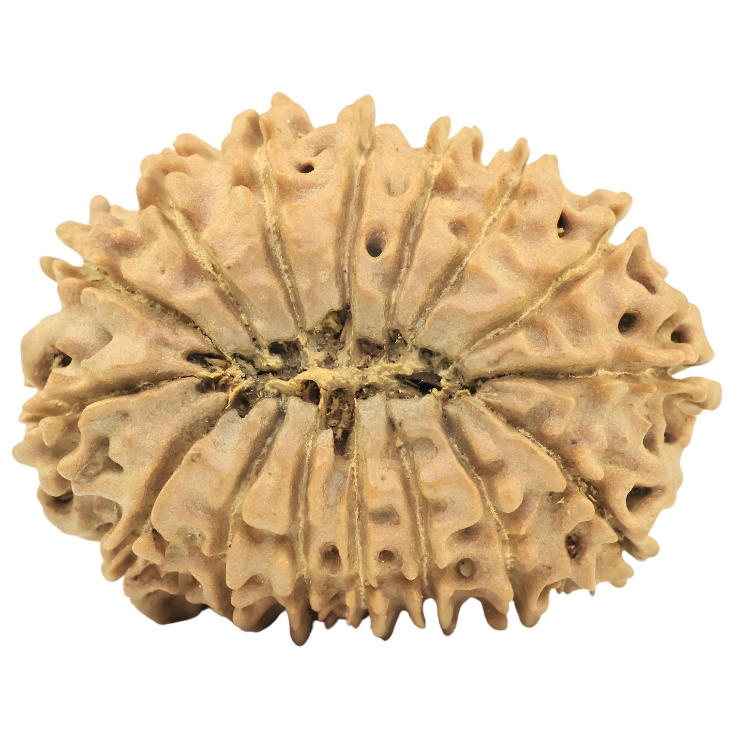 16 Mukhi Rudraksha 26.6mm 3.2gm - Rudraksha back