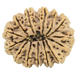 14 Mukhi Rudraksha 33.5mm 7.71gm - Rudraksha back