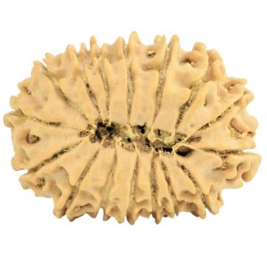 16 Mukhi Rudraksha 27.1mm 3.46gm - Rudraksha back