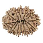 14 Mukhi Rudraksha 32.2mm 6.26gm - Rudraksha back