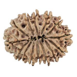 14 Mukhi Rudraksha 32.2mm 6.26gm - Rudraksha back