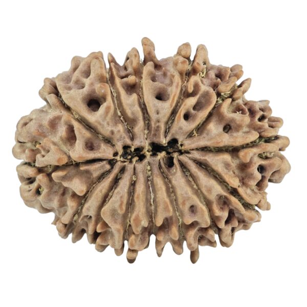 14 Mukhi Rudraksha 32.2mm 6.26gm - Rudraksha back
