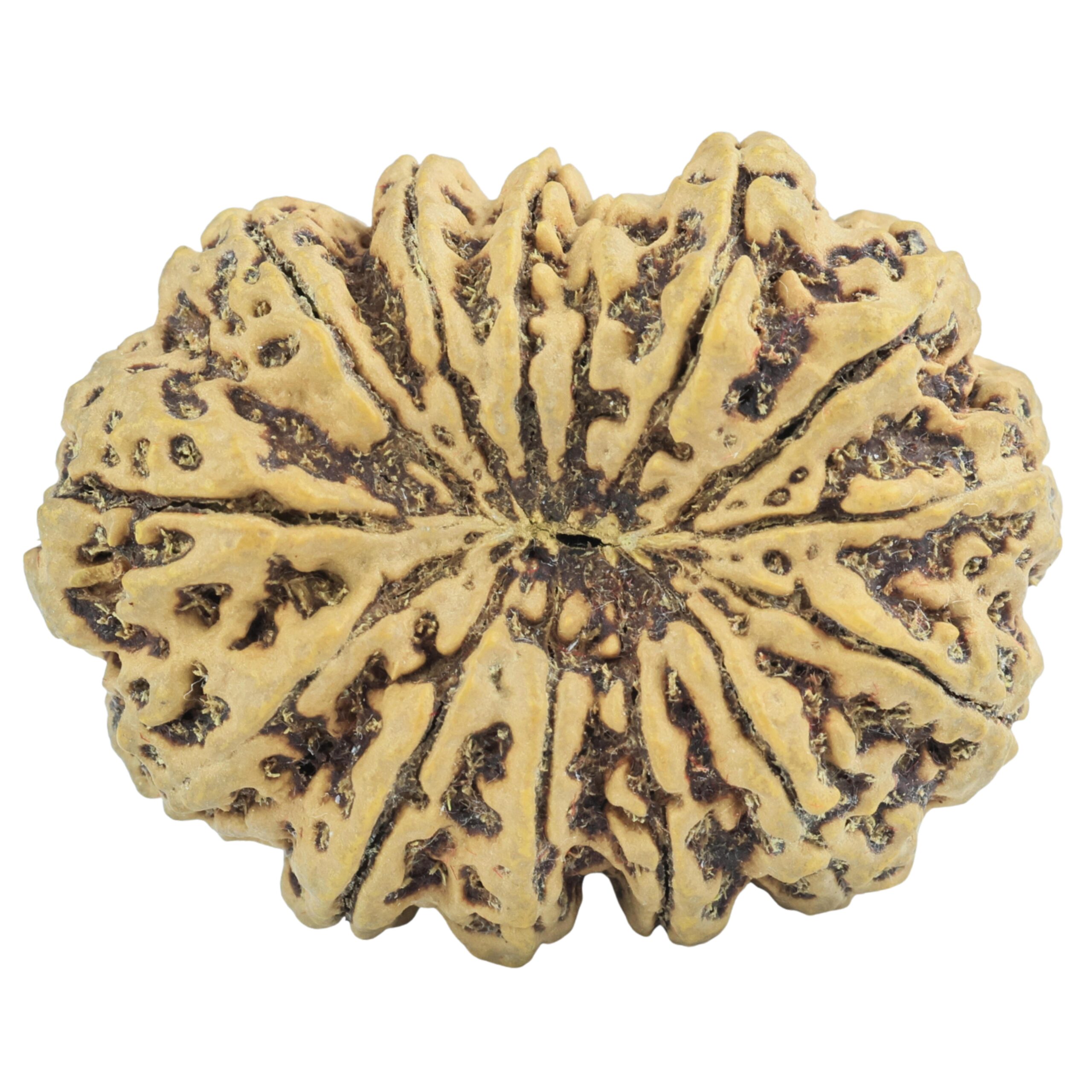 14 Mukhi Rudraksha 36.4mm 9.11gm - Rudraksha back