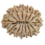 14 Mukhi Rudraksha 26.9mm 3.7gm - Rudraksha back