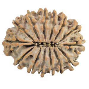 14 Mukhi Rudraksha 26.9mm 3.7gm - Rudraksha back