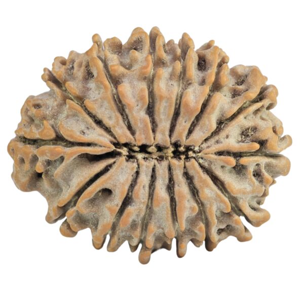 14 Mukhi Rudraksha 26.9mm 3.7gm - Rudraksha back