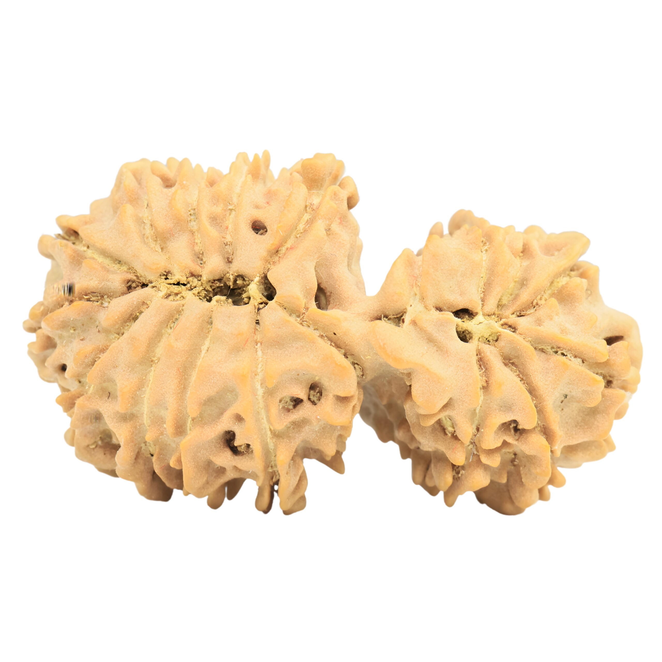 17 Mukhi Gaurishankar 34mm 4.38gm - Rudraksha back