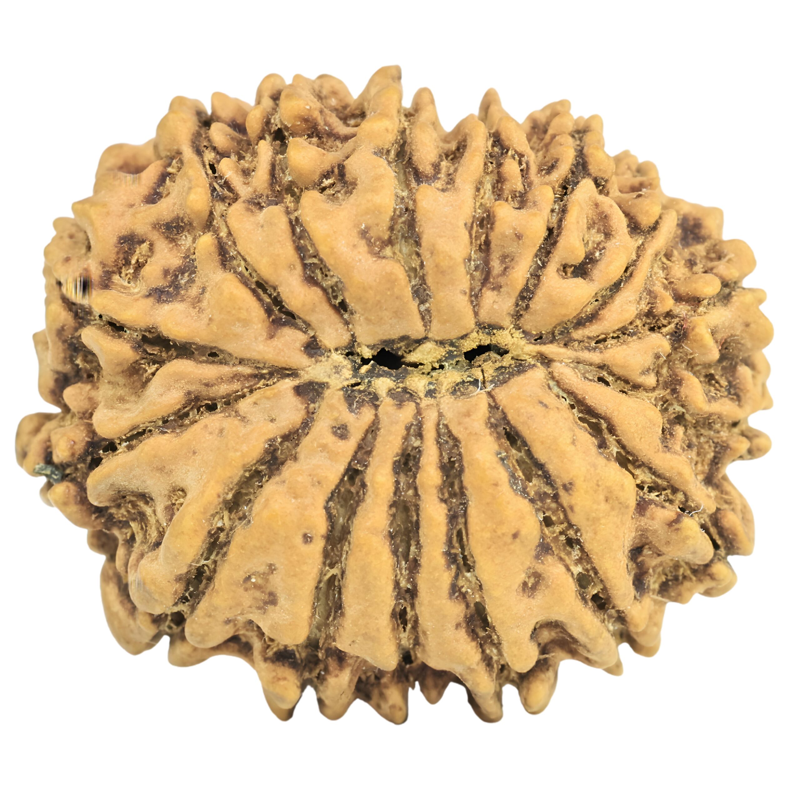 16 Mukhi Rudraksha 25.5mm 3.72gm - Rudraksha back