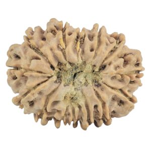 14 Mukhi Rudraksha 26.1mm 3.53gm - Rudraksha back