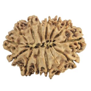 14 Mukhi Rudraksha 29.8mm 4.63gm - Rudraksha back