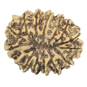 14 Mukhi Rudraksha 33.1mm 6.46gm - Rudraksha back
