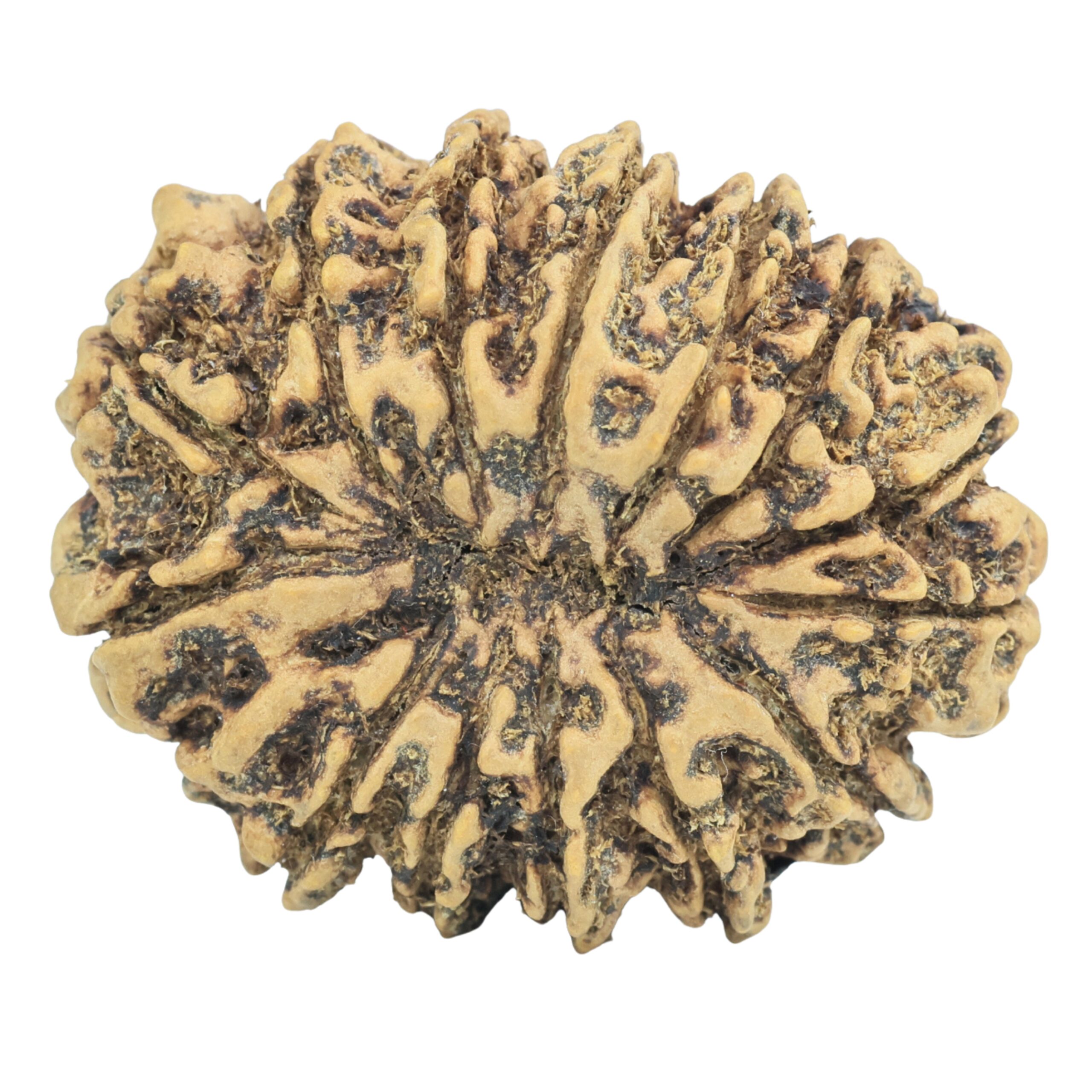 14 Mukhi Rudraksha 33.1mm 6.46gm - Rudraksha back