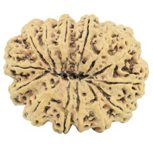 14 Mukhi Rudraksha 32mm 4.83gm - Rudraksha back