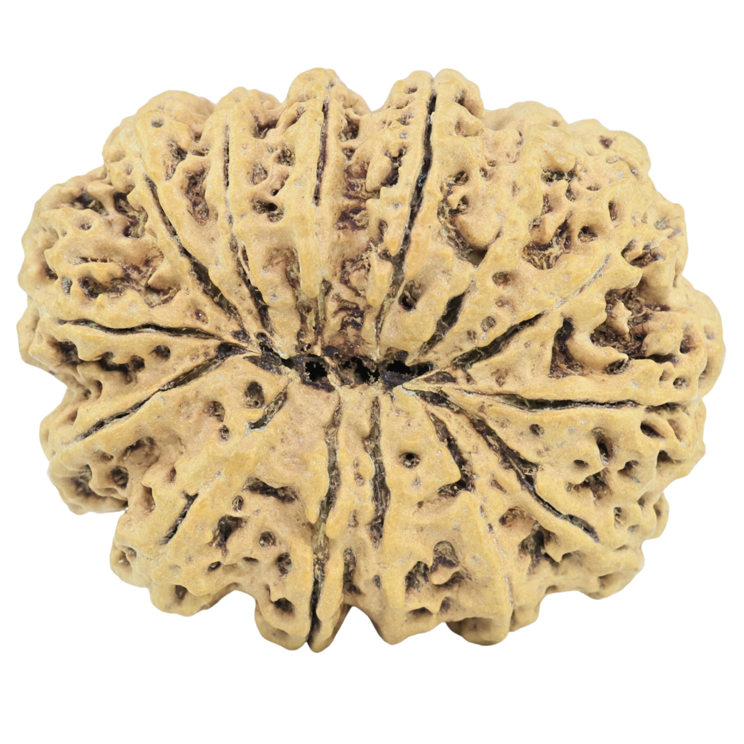 14 Mukhi Rudraksha 32mm 4.83gm - Rudraksha back