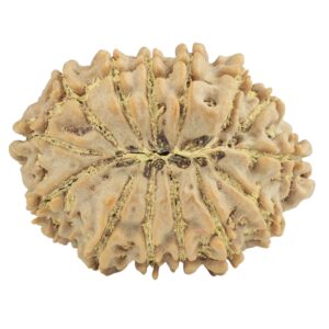 14 Mukhi Rudraksha 31.2mm 6.19gm - Origin: Nepal - Rudraksha back
