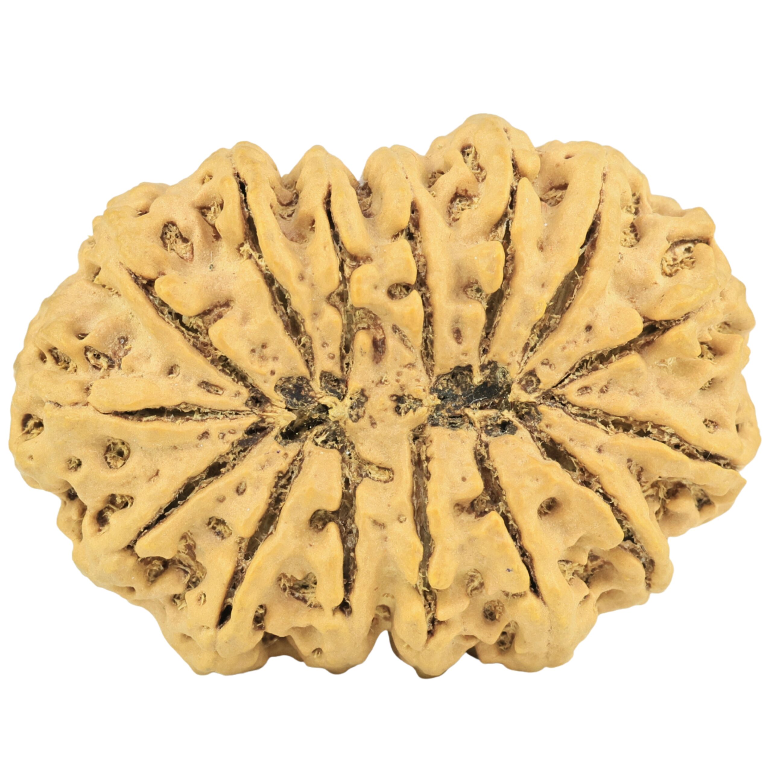 15 Mukhi Rudraksha 40mm 9.47gm - Rudraksha back