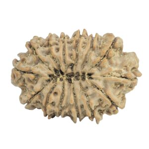 14 Mukhi Rudraksha 34mm 6.72gm - Rudraksha back