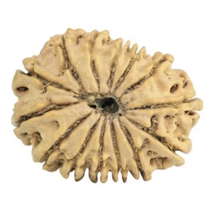 14 Mukhi Rudraksha 27.6mm 3.72gm - Rudraksha back