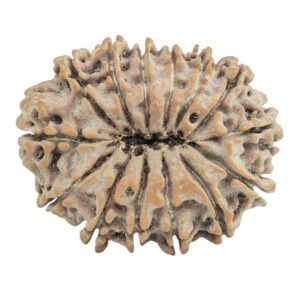 14 Mukhi Rudraksha 27.2mm 4.42gm - Rudraksha back
