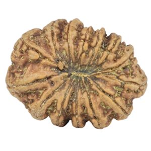14 Mukhi Rudraksha 31.2mm 6.19gm - Rudraksha back