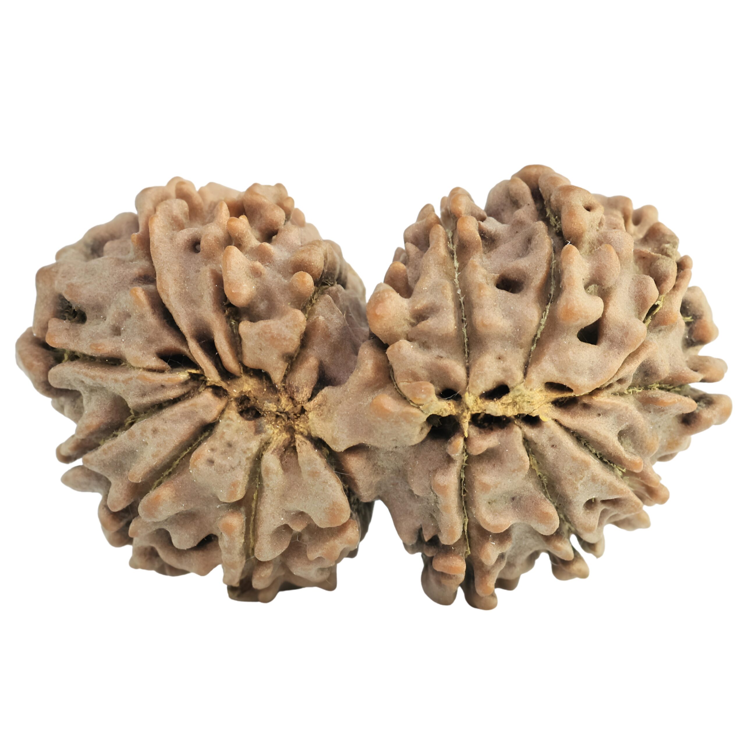 16 Mukhi Gaurishankar 33.5mm 5.33gm - Rudraksha back