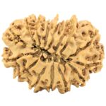 15 Mukhi Rudraksha 28.8mm 4gm - Rudraksha back