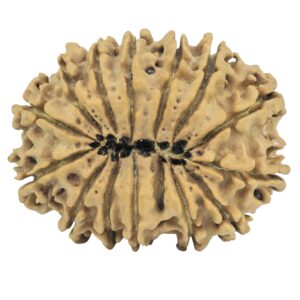 14 Mukhi Rudraksha 31.41mm 5gm - Rudraksha back